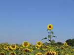 Sunflower, Ikang Fawzi dan Marissa Haque