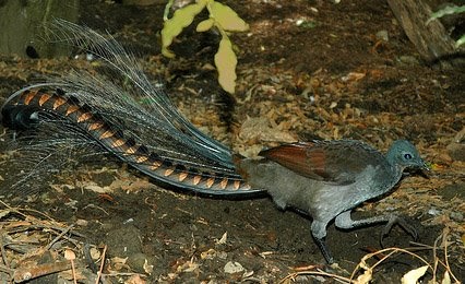 lyrebird