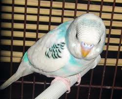 pied budgie