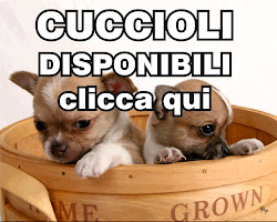 Chihuahua Toy Quanto Dovrebbe Costare Un Chihuahua