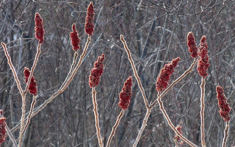 [2009+dec+30+gl+ash+044sumac+backlit+lo.JPG]