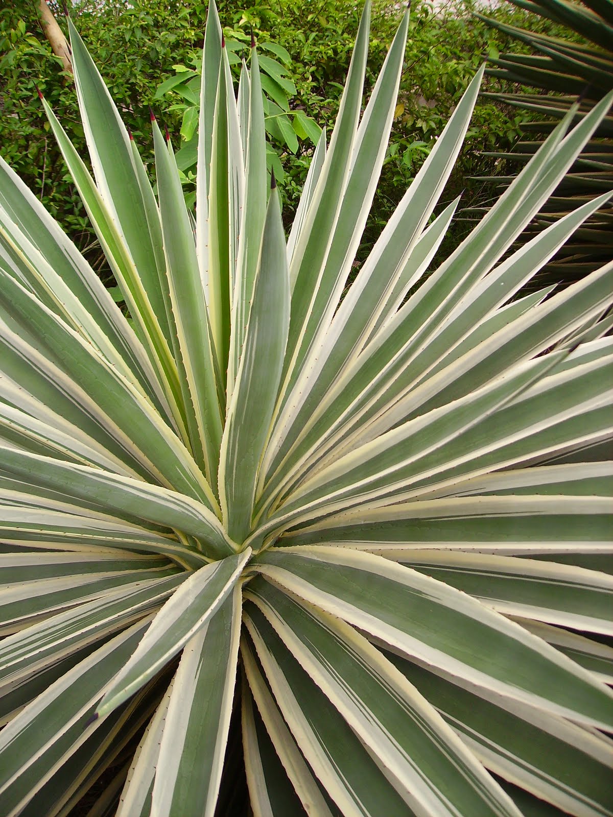 Garden Chronicles The Plants that Died in my Garden