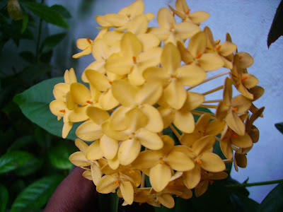 Yellow Ixora