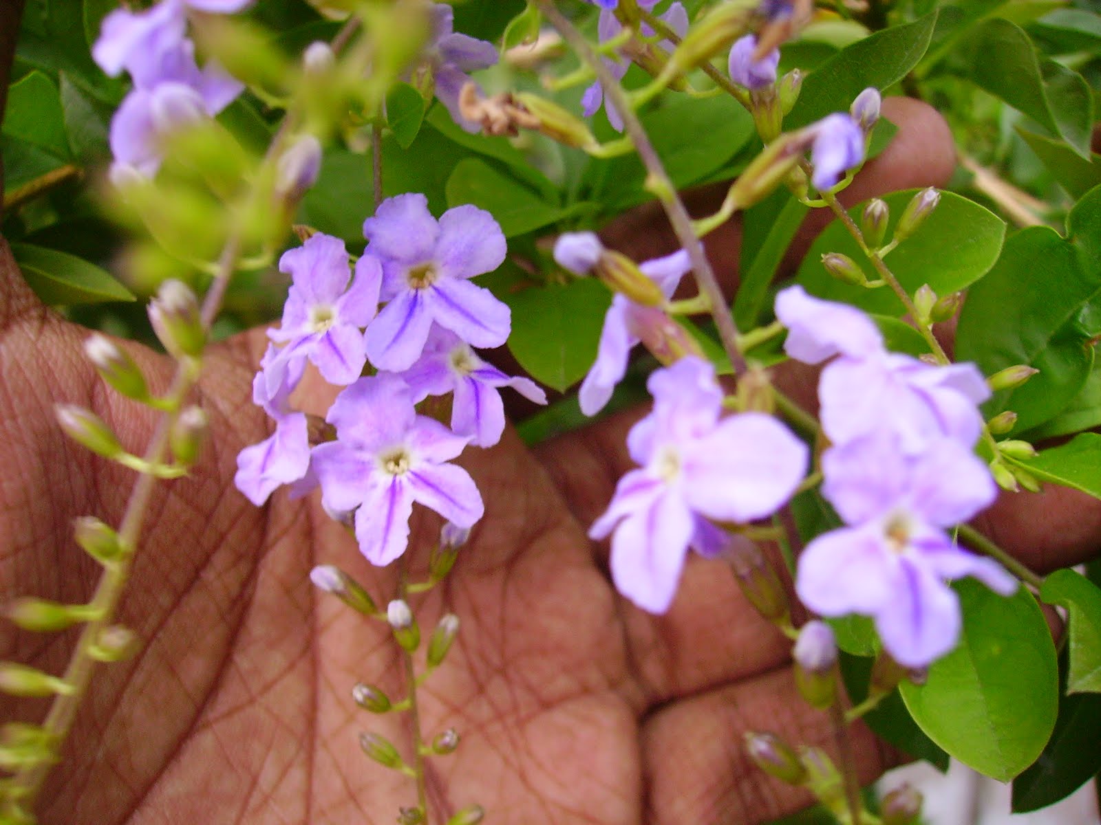 Garden Chronicles Golden Dew Drop Duranta Erecta