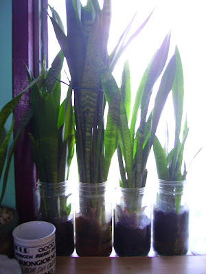 Garden Chronicles: Interior Garden & Figurines