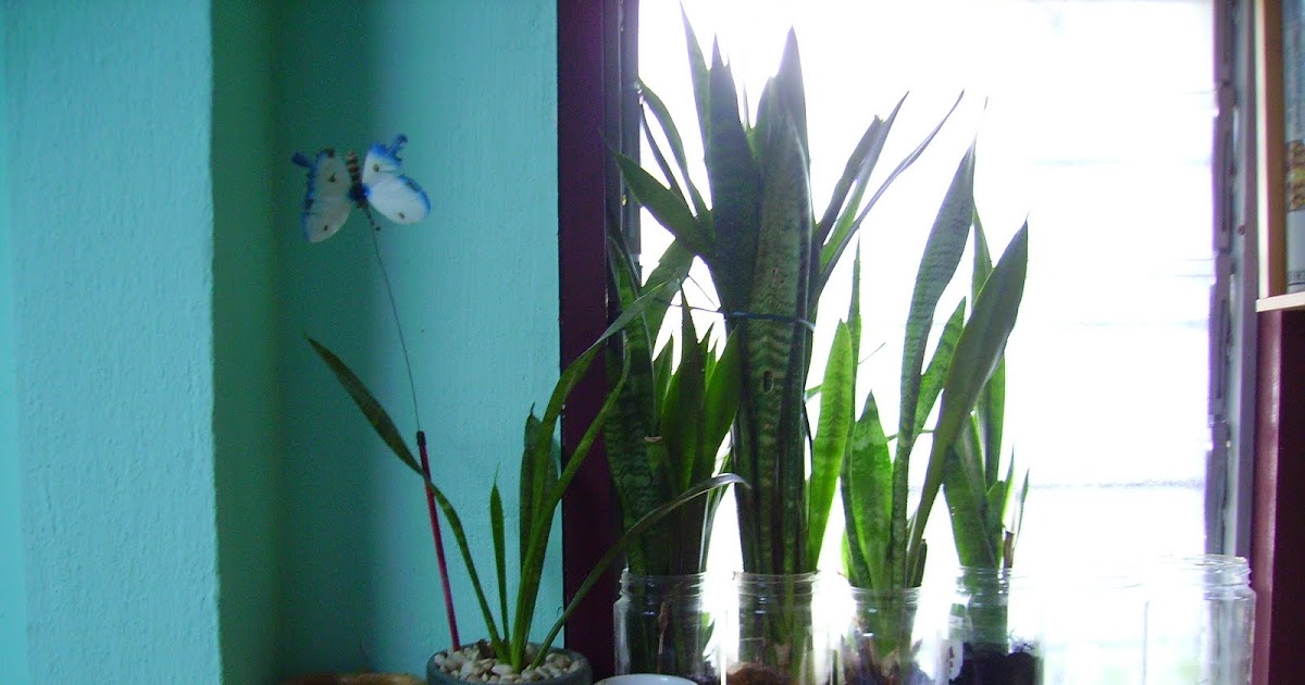 Garden Chronicles: Interior Garden & Figurines