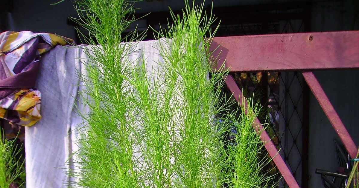 Garden Chronicles: Mosquito Repellent Ideas