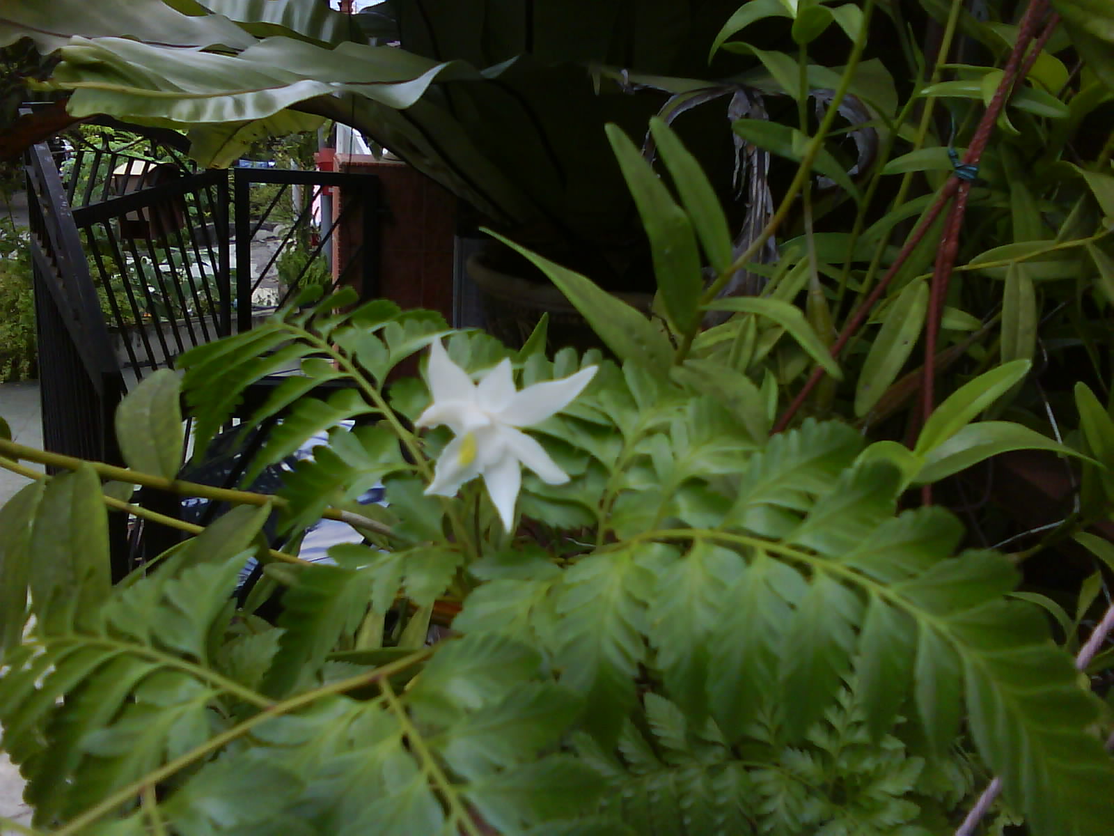 [white+orchid+1.JPG]