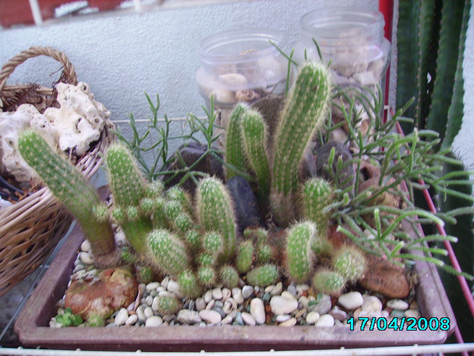 [cactus+1.JPG]