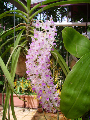 hanging garden orchids orchid aerides plants flower power flowers care chronicles visit