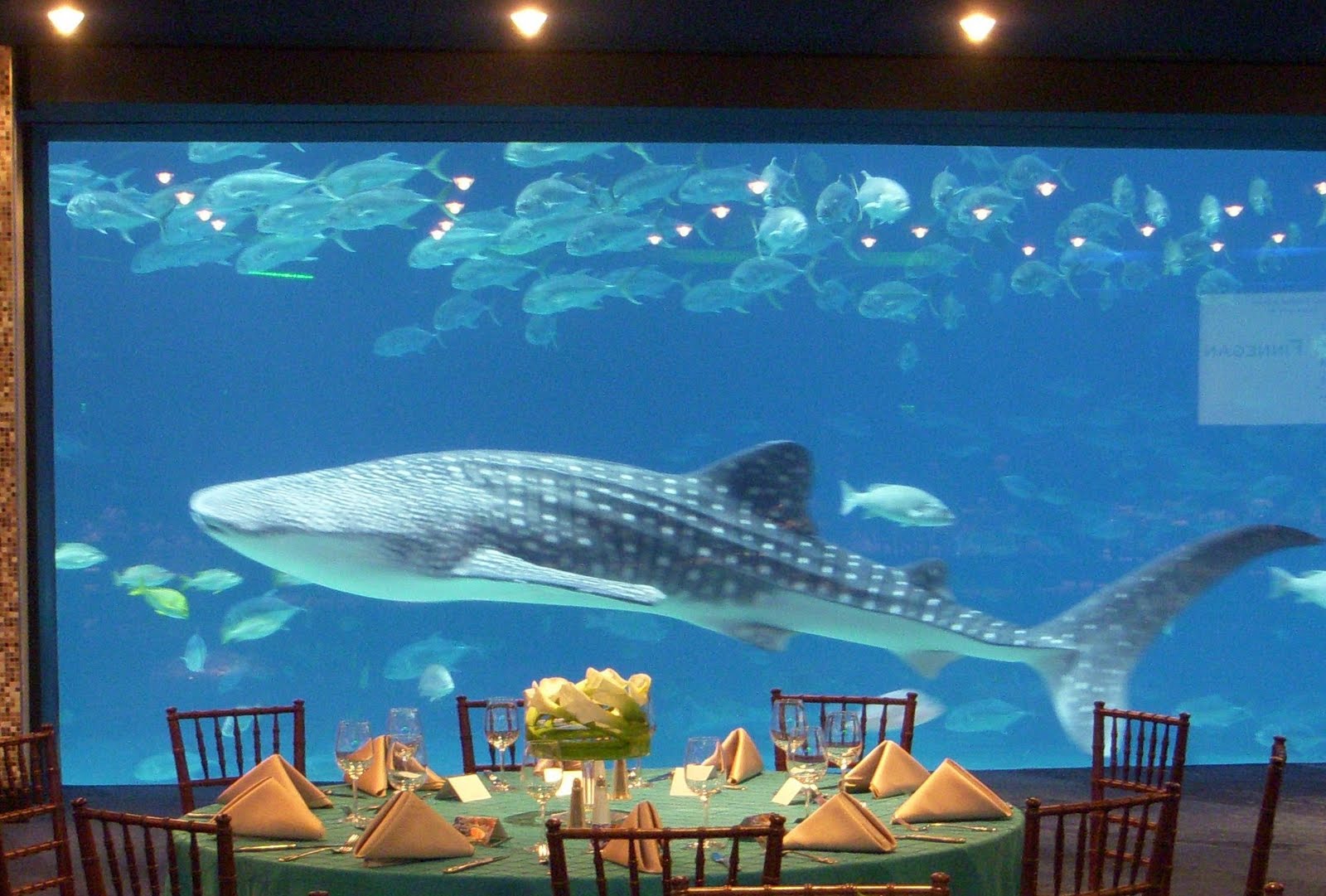 View Aquarium