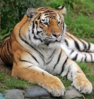 but she was a gorgeous animal