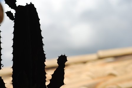 [DSC_6633_pequena.JPG]