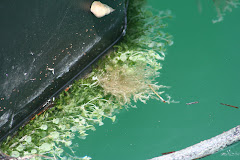 A Boat Garden