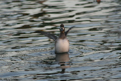 Lesser Scaup