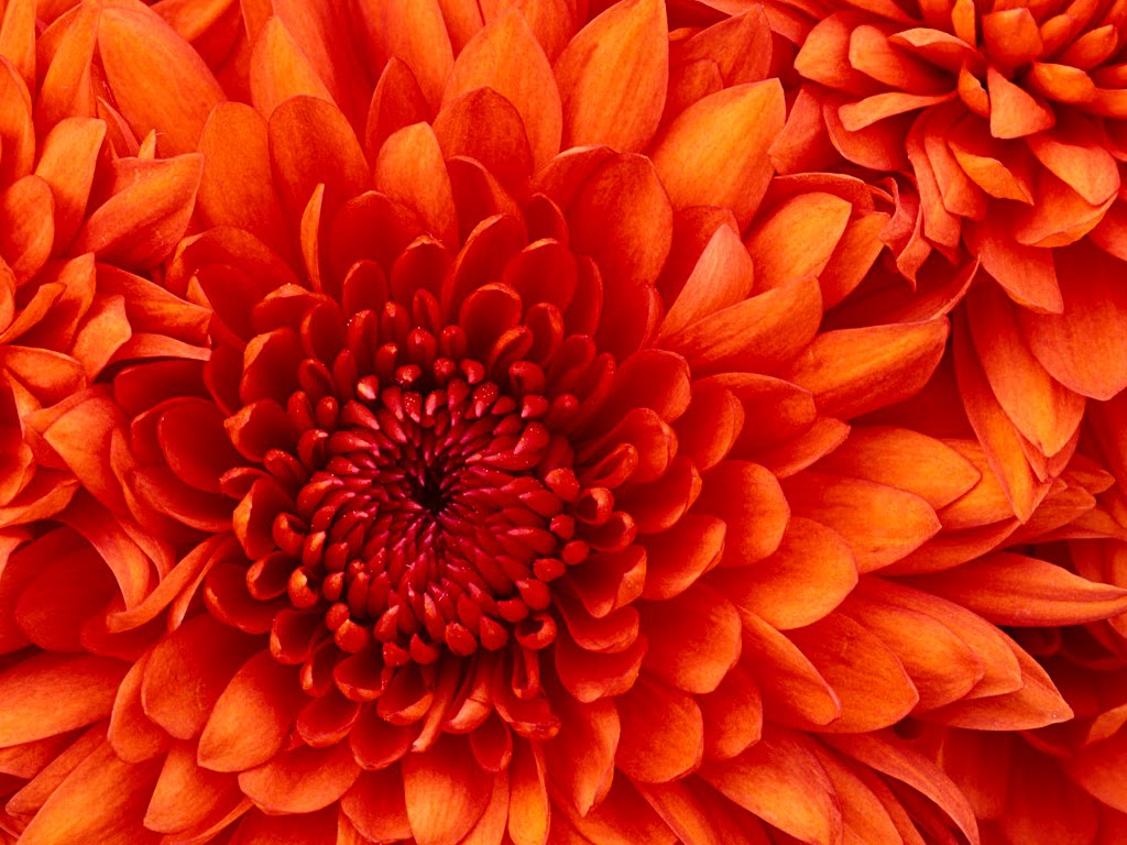 [Chrysanthemum.jpg]