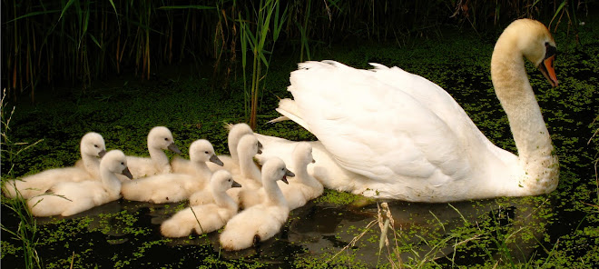 Swan with 9 Signets