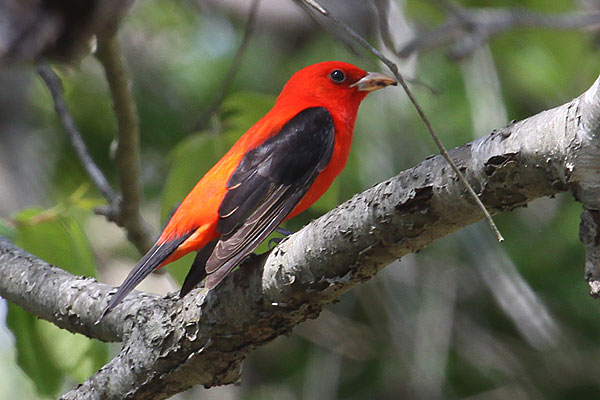 [scarlet-tanager-BINNS-IMG_2315.jpg]