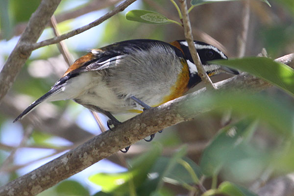 [western-spindalis-BINNS-IMG_1463-copy.jpg]