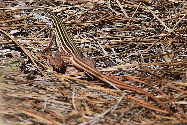 [Texas-Spotted-Whiptail-BINNS-IMG_3807-copy.jpg]