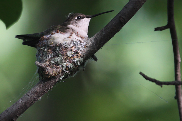 [RuthHummingbird-May-18-BINNS-IMG_3296-copy.jpg]