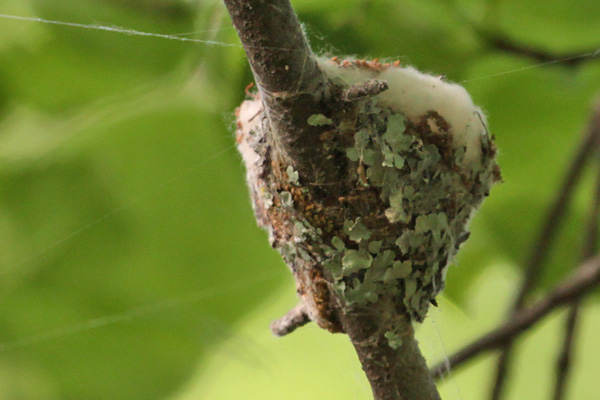 [RTHummingbird-nest-May-18-BINNS-IMG_3248.jpg]
