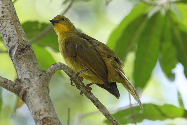 [Joyful-Greenbul-BINNS-IMG_1919-copy.jpg]