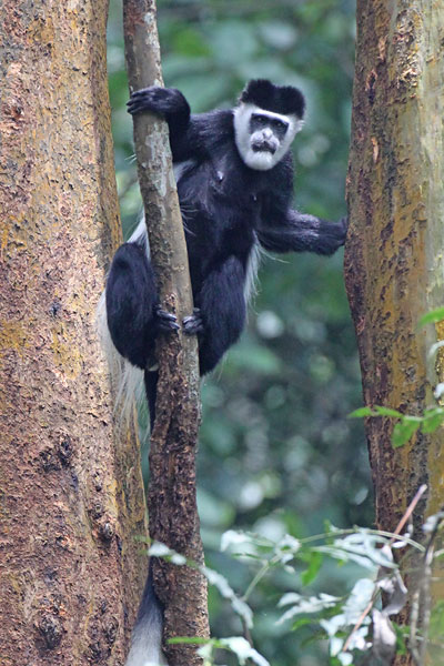 [black-and-white-colobus-BINNS-IMG_1891-copy.jpg]