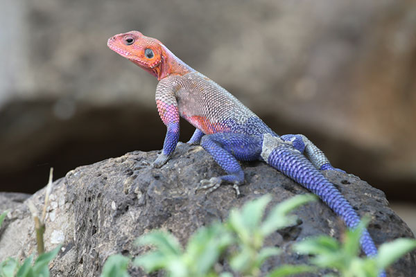 [mwanza-red-headed-agama-BINNS-IMG_2197-copy.jpg]