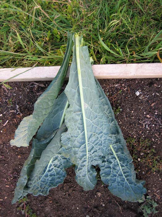 Robyn's Organic Garden You Can Eat Kale Raw