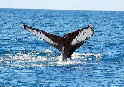 [baleine.jpg]