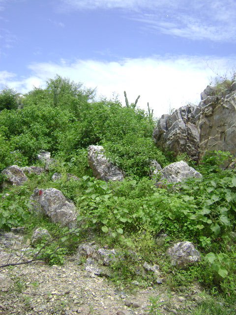 HERMOSO BOSQUE DE PIEDRAS BLANCAS