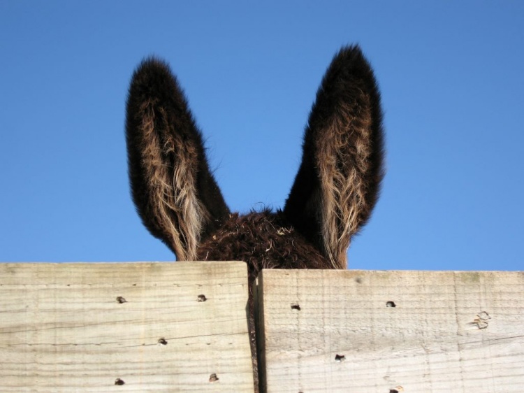 [orelhas-de-burro.jpg]