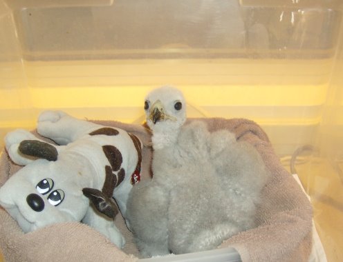 [Raptor+Babies+002.jpg]