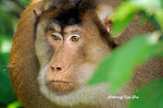 My Mammals of Borneo