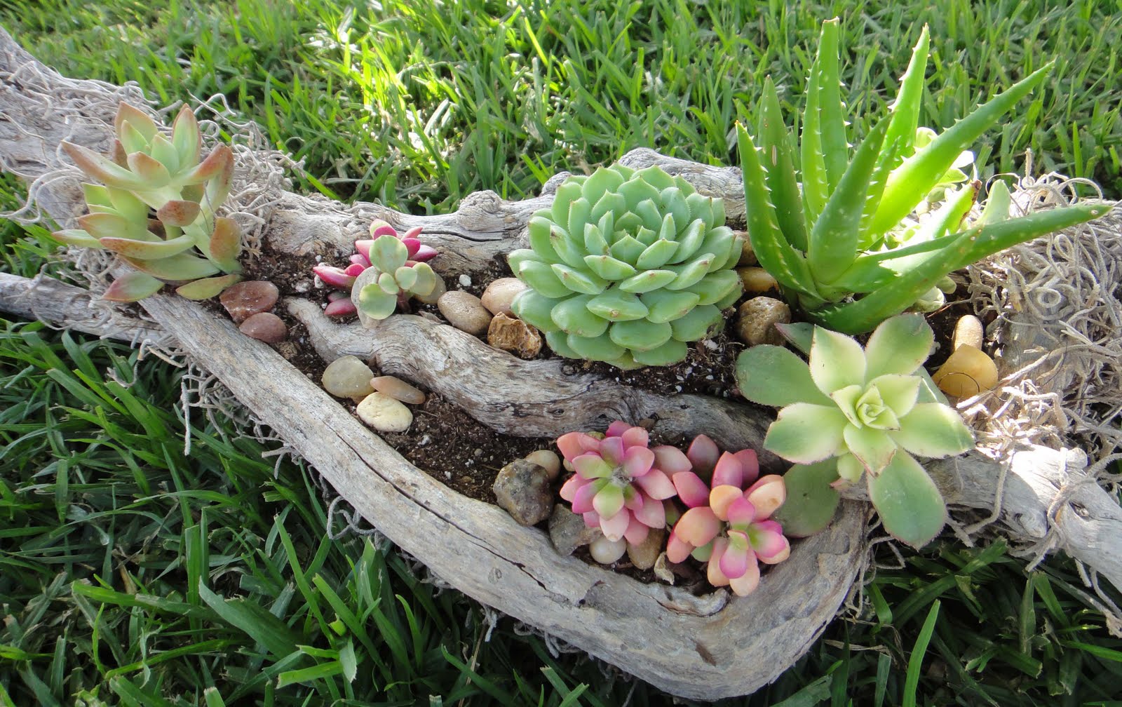 K8 Vision Driftwood Succulent Arrangement