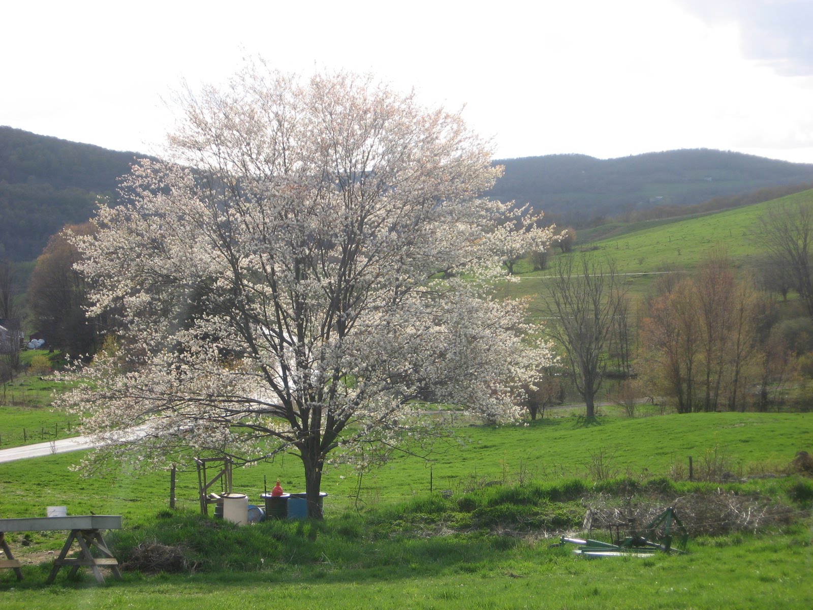 Juneberry Tree