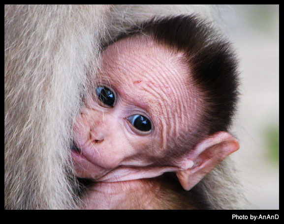 Cute-Baby-Monkey.jpg