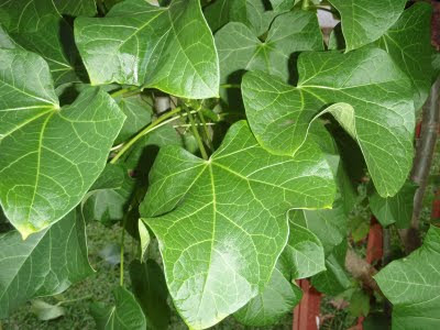 Pokok Jarak Boleh Jadi Ubat Rezeki Itu Datangnya Dari Usaha Yang