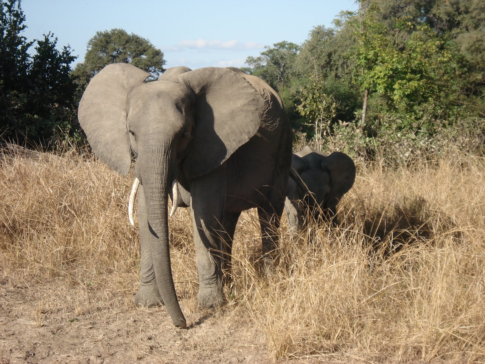african elephant ears