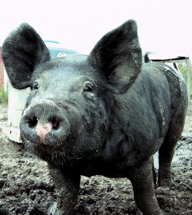 [byepig]