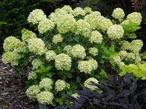 West Coast Gardens Come For A Walk Through One Designer S Garden