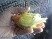 baby lovebird