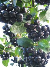 aronia