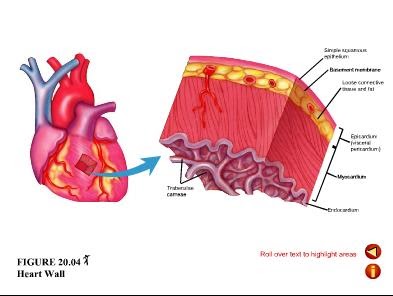 histological structure of heart wall