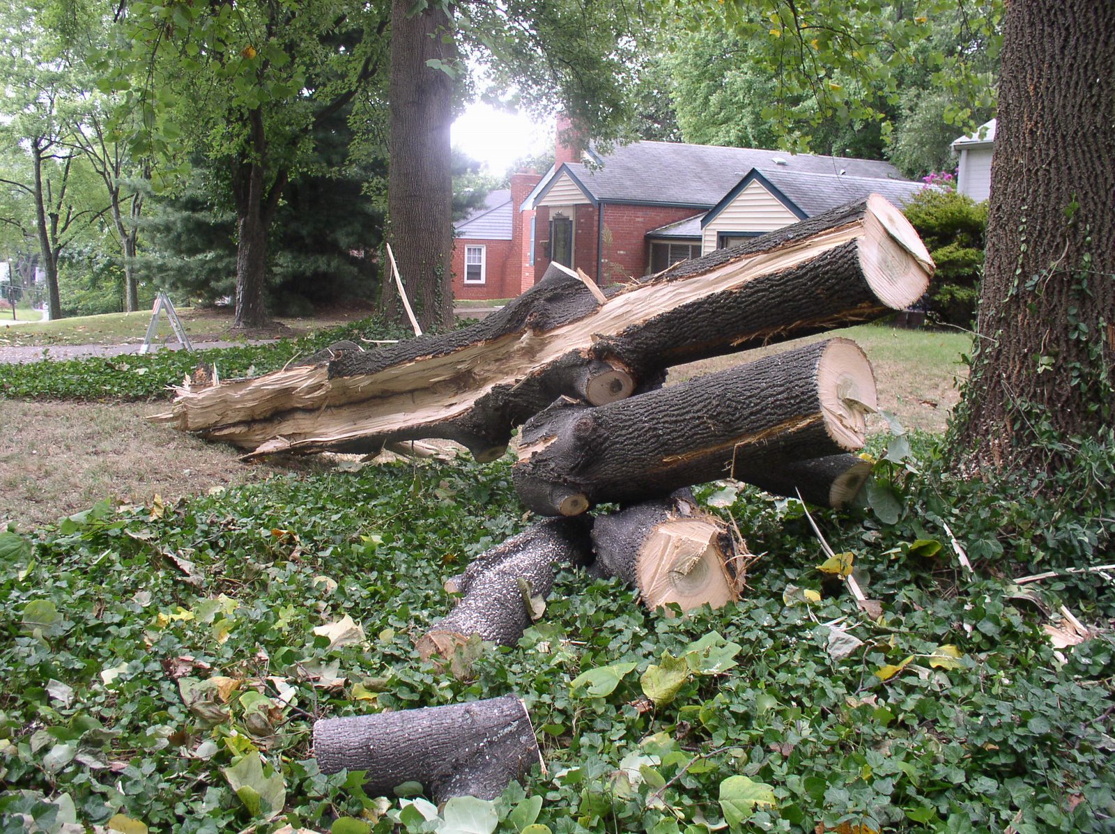 [Tree+Removal.JPG]