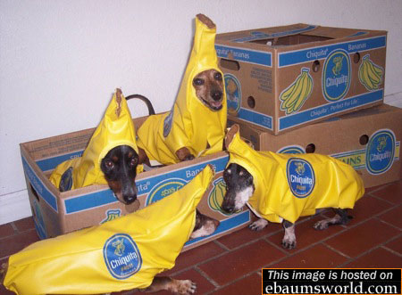 dogs-in-costume21.jpg