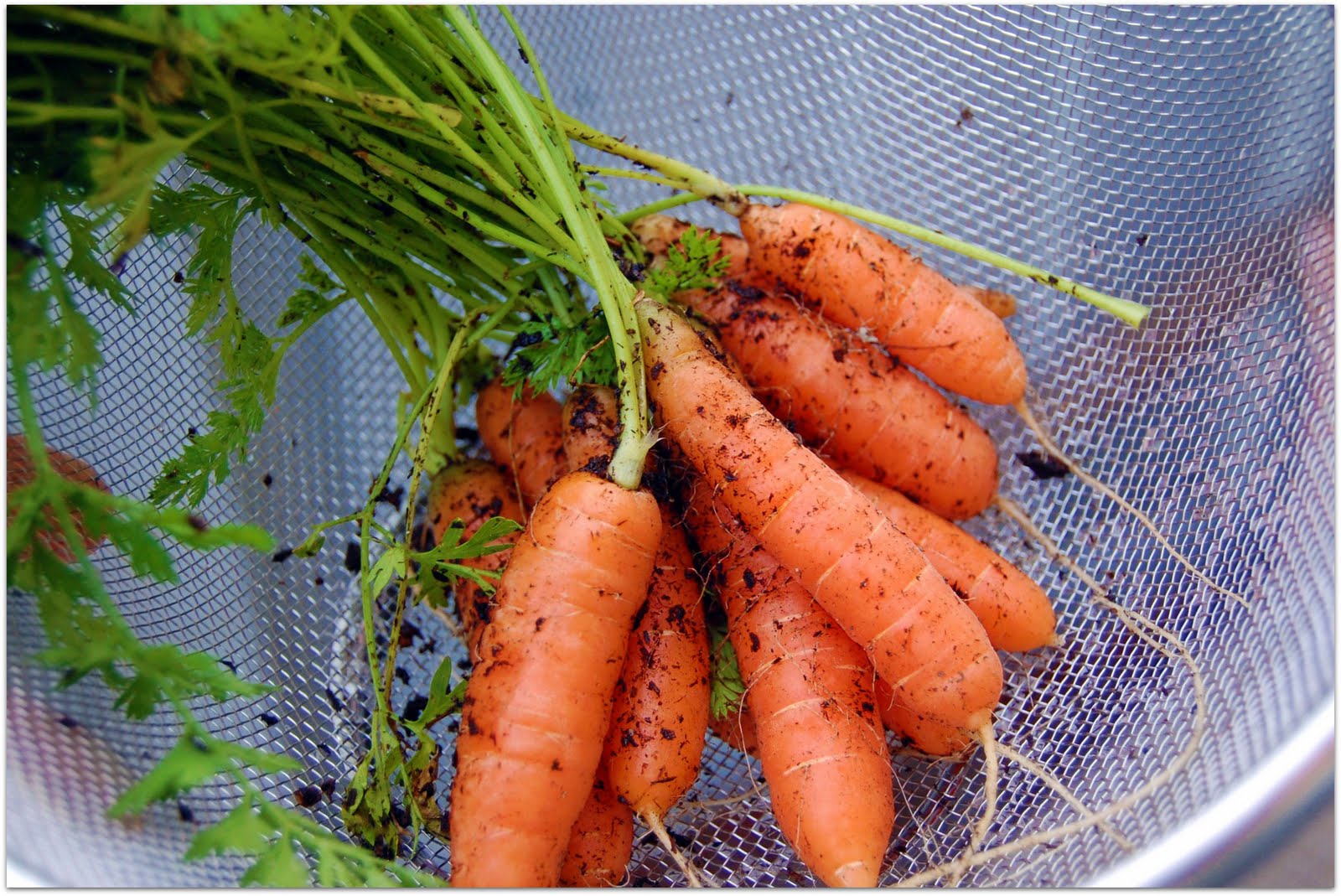 How to Make Carrot Face Mask A Day In The Life Of This Miss