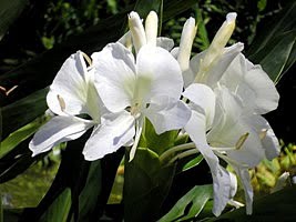 Sinais De Fumaca Gengibre Branco