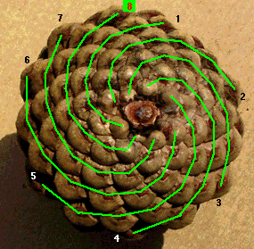 [pinecone3green.gif]